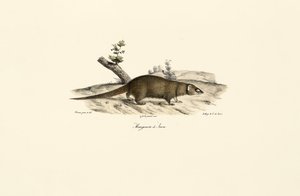Small Asian Mongoose by Jacques Christophe Werner