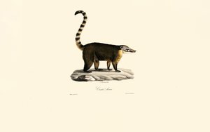 South American Coati