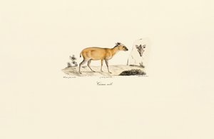 South American Deer Species