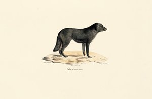 South American Skunk by Jacques Christophe Werner