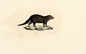 South American Tayra by Jacques Christophe Werner