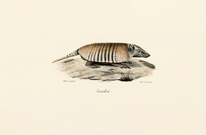 Southern Three-banded Armadillo by Jacques Christophe Werner