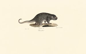 Spiny Rat