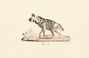 Striped Hyena