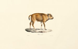 Takin