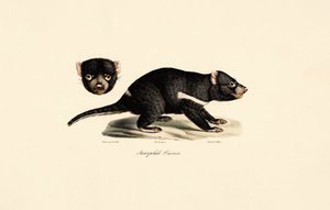 Tasmanian Devil
