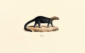 Tayra