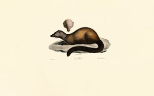 Tayra and Ferret