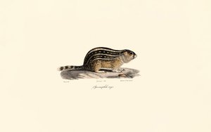 Thirteen-lined Ground Squirrel