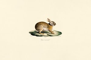 Tolai Hare