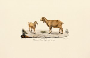 Upper Egyptian Goat with Kid