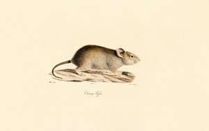 Vlei Rat by Jacques Christophe Werner