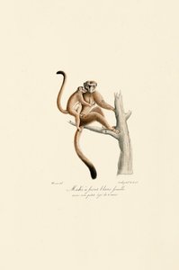 White-crowned Mangabey with Young
