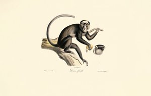 White-fronted Spider Monkey by Jacques Christophe Werner