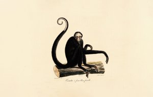 White-fronted Spider Monkey (Female) by Jacques Christophe Werner