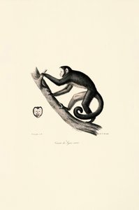 White-fronted Spider Monkey by Jacques Christophe Werner
