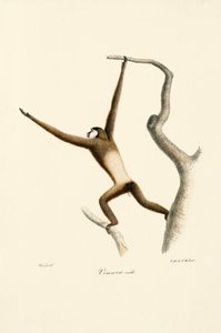 White-handed Gibbon by Jacques Christophe Werner