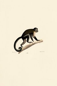 White-headed Capuchin by Jacques Christophe Werner