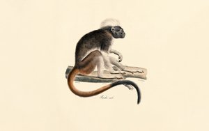 White-headed Red Colobus Monkey