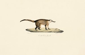 White-nosed Coati (Female)