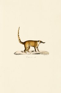 White-nosed Coati (Male)