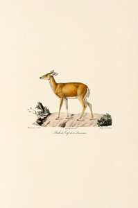 White-tailed Deer Doe