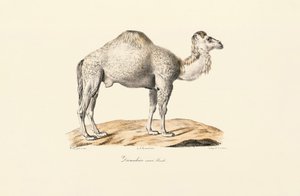 White Dromedary