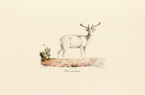 White Fallow Deer Variant