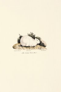 White Rabbit by Jacques Christophe Werner