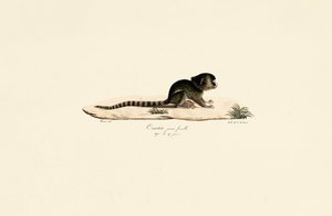 Young Female Common Marmoset