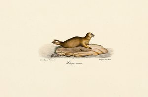 Young Harbor Seal by Jacques Christophe Werner