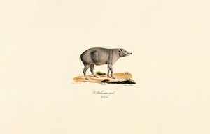 Young Male Babirusa by Jacques Christophe Werner