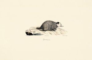 Young Opossum