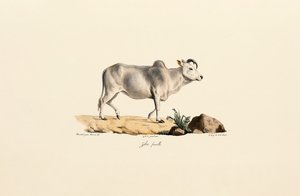 Zebu Female