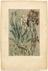 Iris Florentina, from Collection of Usual, Curious, and Foreign Plants by Jacques Fabien Gautier d