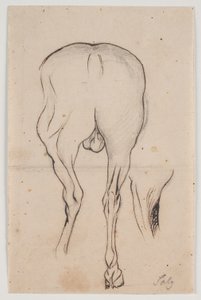 Horse Seen from Behind and a Horse Leg