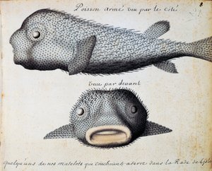 Armoured Fish, front and side views