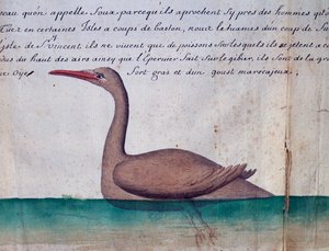 Bird called Foux (Booby), Sao Vicente island, Cape Verde, from log book by Jacques Gouin de Beauchesne