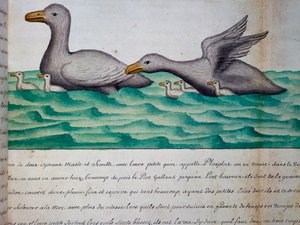 Ducks called Ploplos, Strait of Magellan, from log book by Jacques Gouin de Beauchesne
