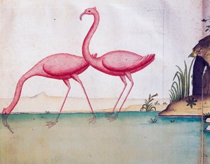 Pink flamingos, Galapagos Islands, watercolour from log book by Jacques Gouin de Beauchesne, captain of Compagnie royale de la Mer du Sud, from 1698 to 1701, France