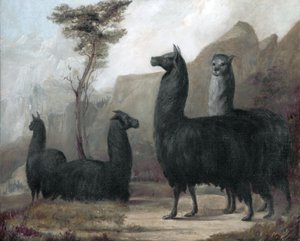 Alpacas