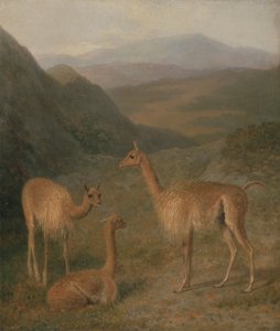 Vicunas
