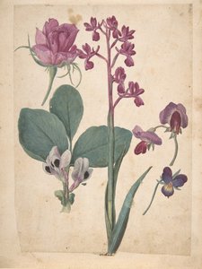 A Sheet of Studies of Flowers: A Rose, a Heartsease, a Sweet Pea, a Garden Pea, 16th century
