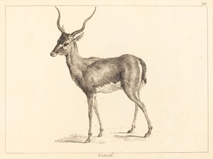 Gazelle by Jacques Philippe Le Bas and Jean Eric Rehn after Jean Baptiste Oudry