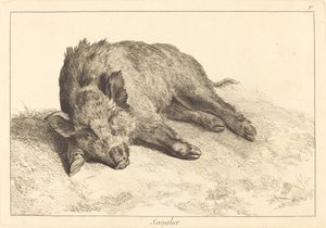 Wild Boar Lying Down, Head to the Left