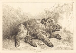 Wild Boar Lying Down, Head to the Right