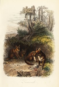 Family of Red Foxes Outside a Den