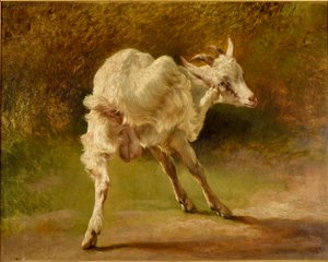 White Goat Scratching Its Head by Jacques Raymond Brascassat