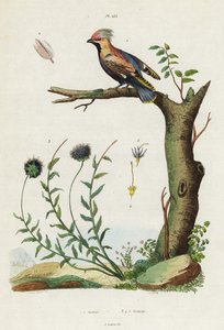 Bohemian Waxwing and Sheep