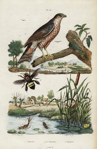 Sparrowhawk, mayfly and bee